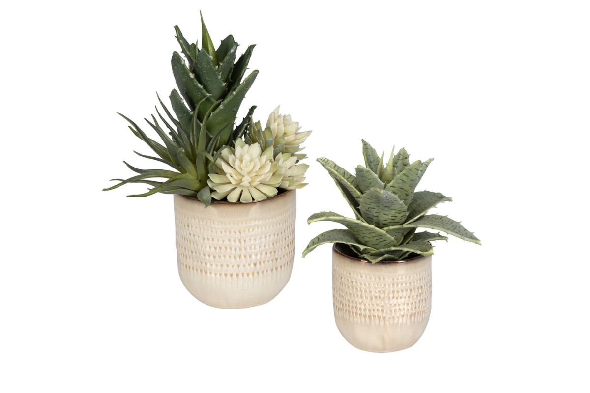909593951:Seaside Succulents Plant, FrontSide