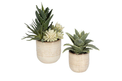 909593951:Seaside Succulents Plant, FrontSide