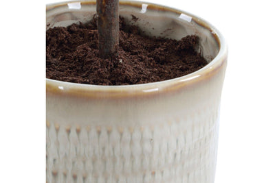 052571066:Solea Plant, 