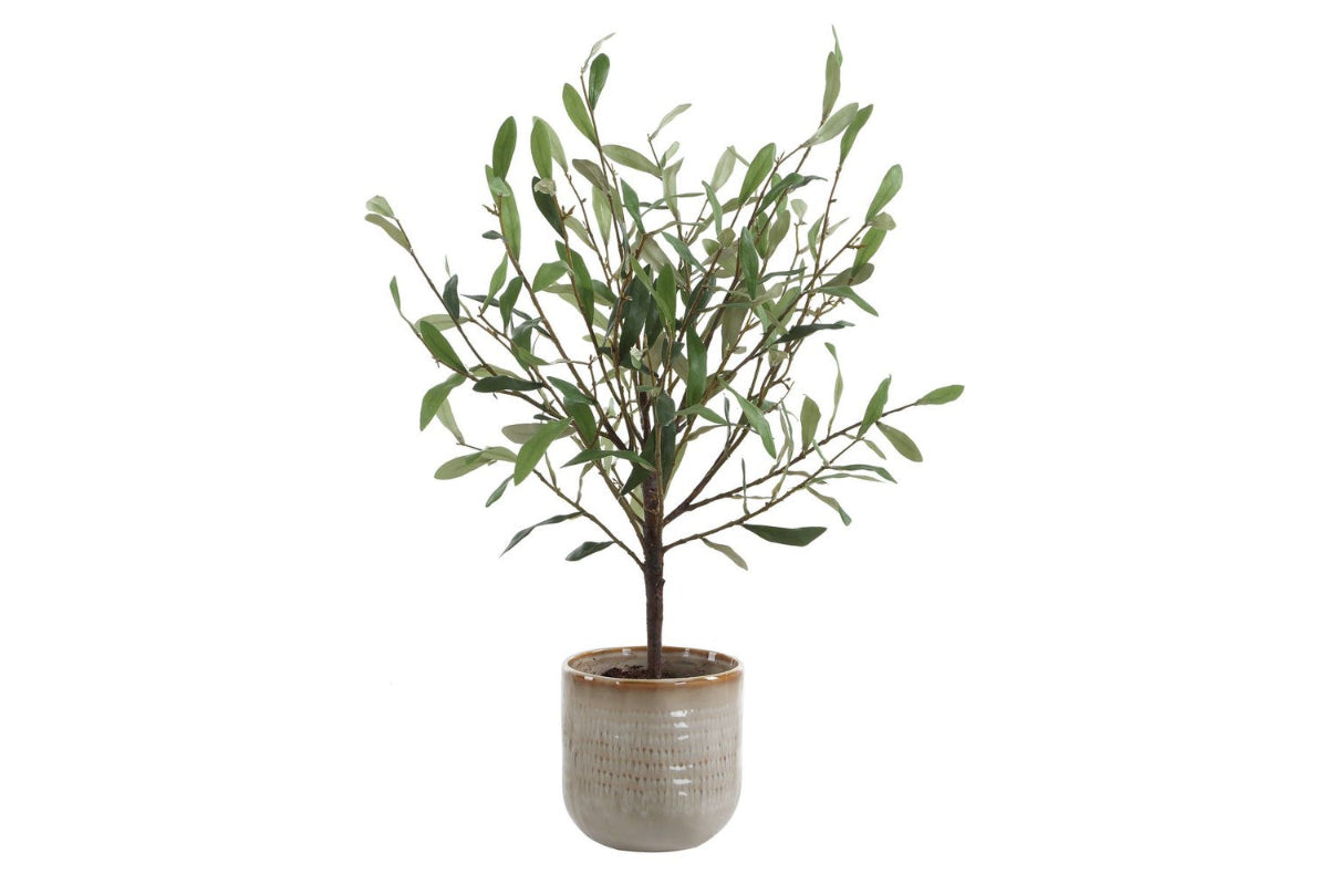 052571066:Solea Plant, Front