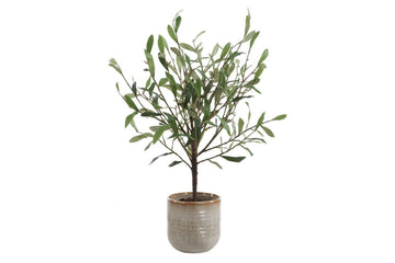 052571066:Solea Plant, Front