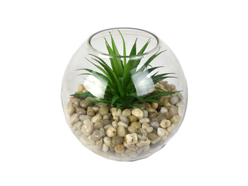 811743706:Tierra 6In Mini Yucca Succulent Plant, 