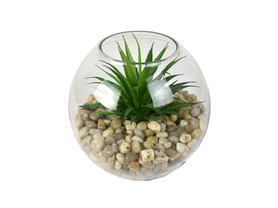 811743706:Tierra 6In Mini Yucca Succulent Plant, 