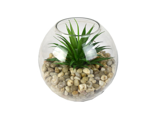 811743706:Tierra 6In Mini Yucca Succulent Plant, 