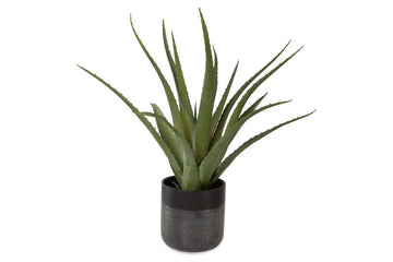 269732804:Tucson Plant, 