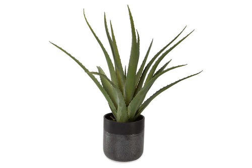 269732804:Tucson Plant, 