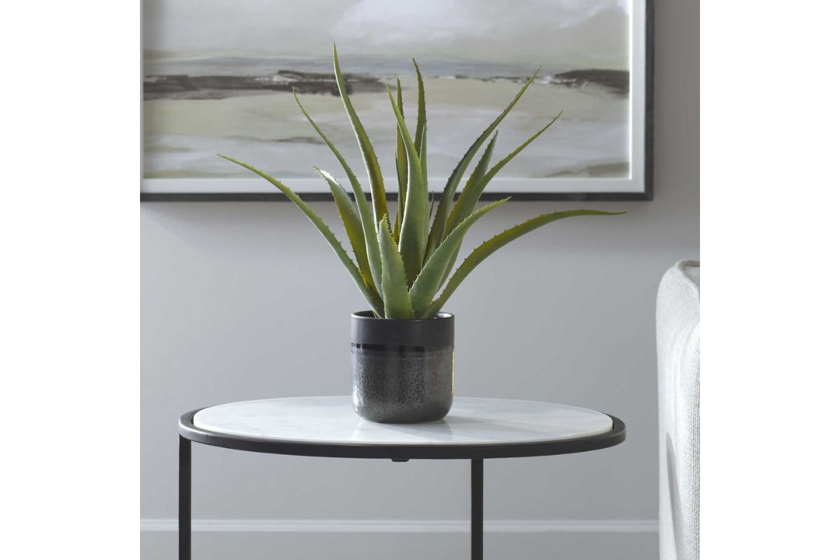 269732804:Tucson Plant, Styled