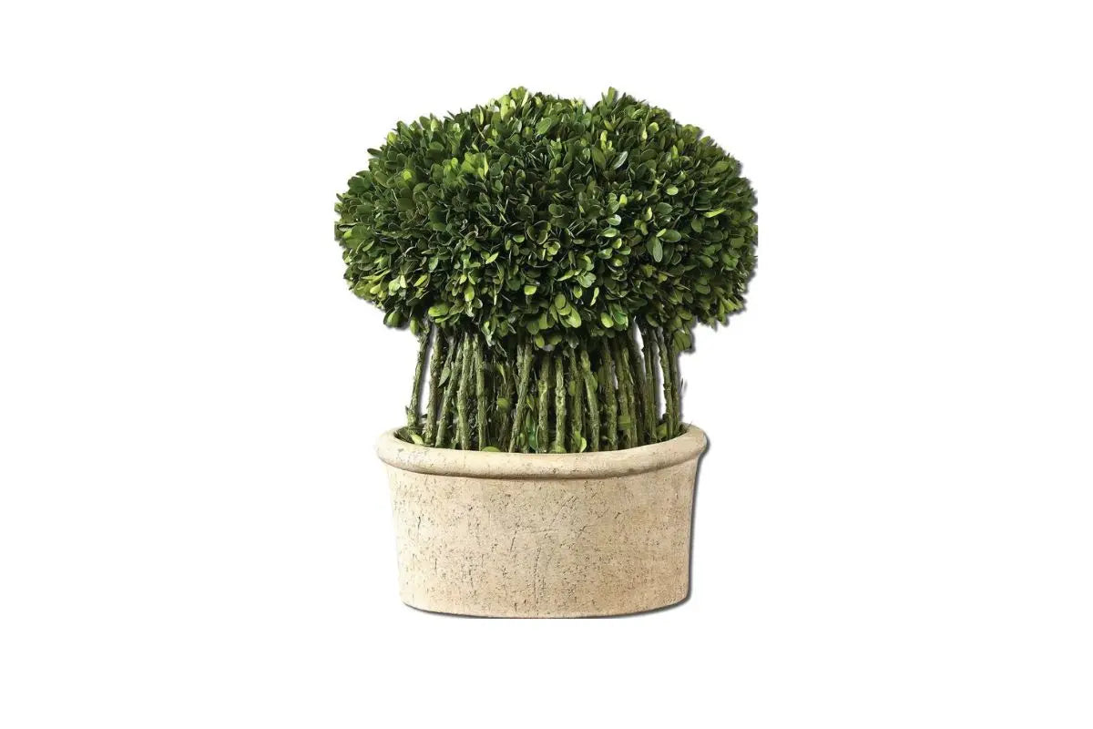 501951866:Willow