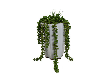 685781443:Zuma 8In Hanging Donkey Tail Plant, 