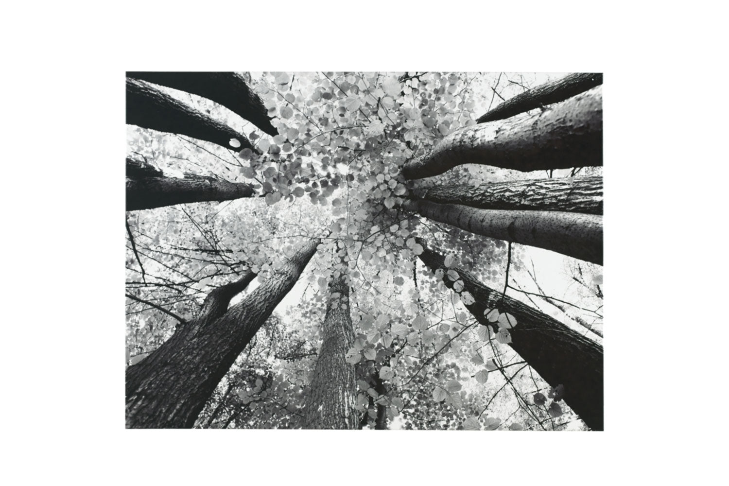 072919958:Ananya Wall Art, Image 1