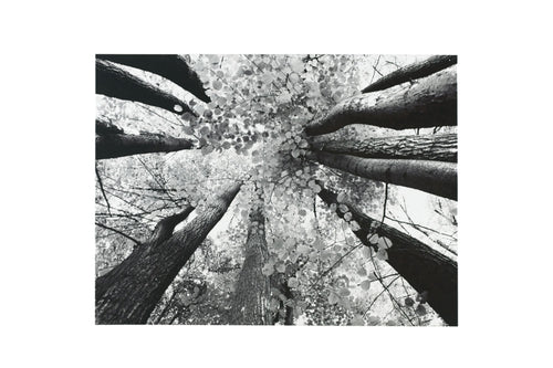 072919958:Ananya Wall Art, Image 1