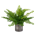 831955842:Maidenhair Fern Plant, 